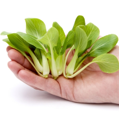 Picture of Pak Choi - Shun Li Choi F1